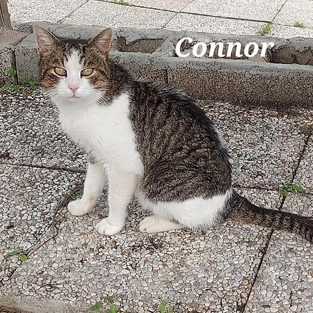 Sa Domu 'E Pisittu Apartment Iglesias Bagian luar foto