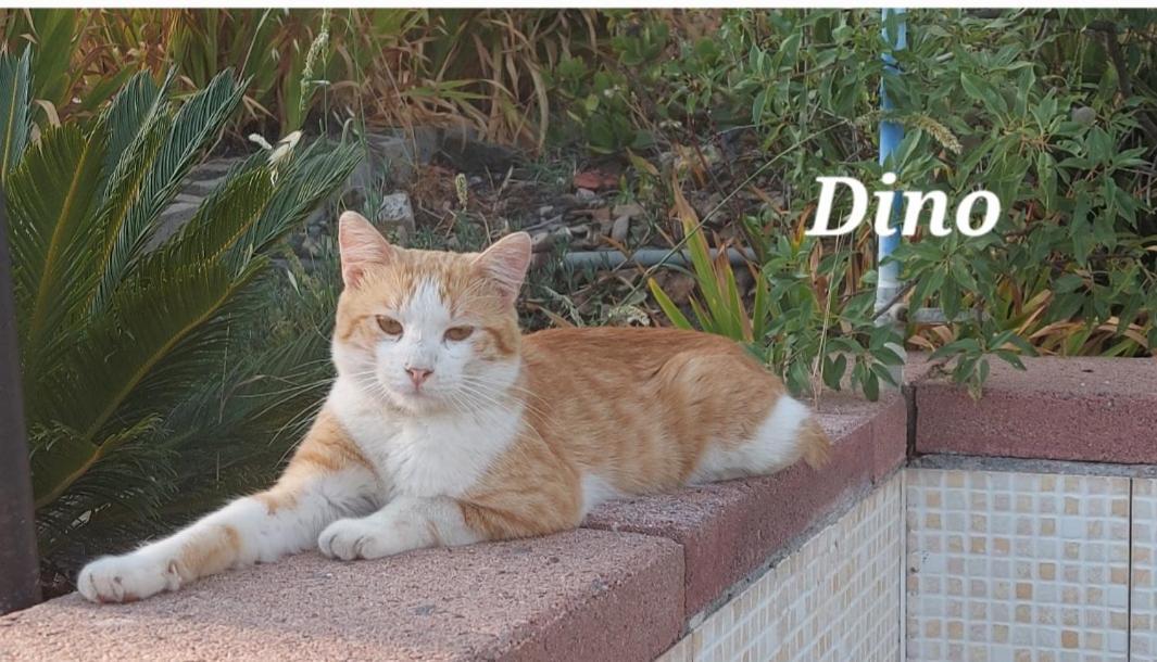 Sa Domu 'E Pisittu Apartment Iglesias Bagian luar foto